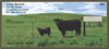 Black Angus Cows & Calves 